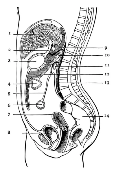 Peritoneum Large Serous Membrane Which Forms Male Closed Sac Parietal — Stock Vector