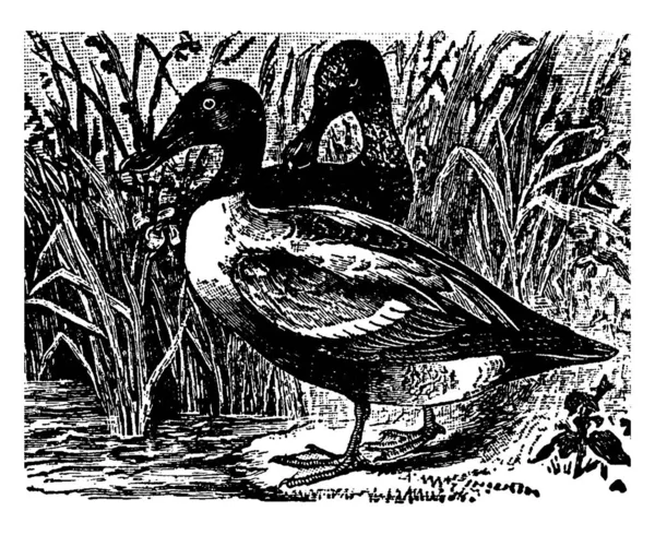 Shoveler Duck Widely Distributed Northern Hemisphere Vintage Line Drawing Engraving — Stock Vector