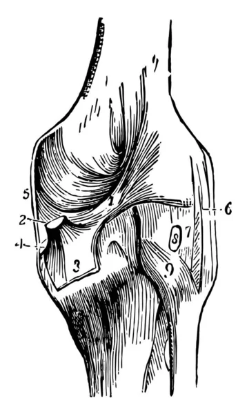 Esta Ilustración Representa Articulación Rodilla Dibujo Línea Vintage Ilustración Grabado — Archivo Imágenes Vectoriales