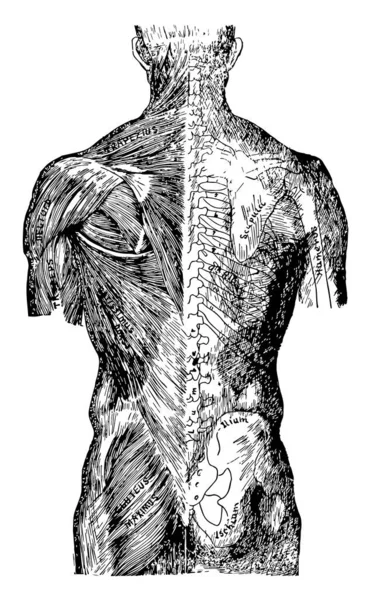 体とスケルトンとカバー ビンテージの線の描画やイラストを彫刻のアウトラインの背面図 — ストックベクタ