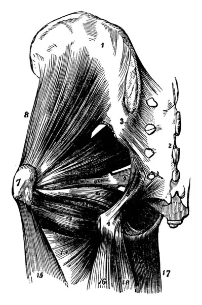 Diese Illustration Stellt Die Hüftmuskulatur Die Vintage Linienzeichnung Oder Die — Stockvektor
