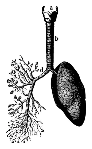 这个插图代表肺部和空气通道 复古线条画或雕刻插图 — 图库矢量图片