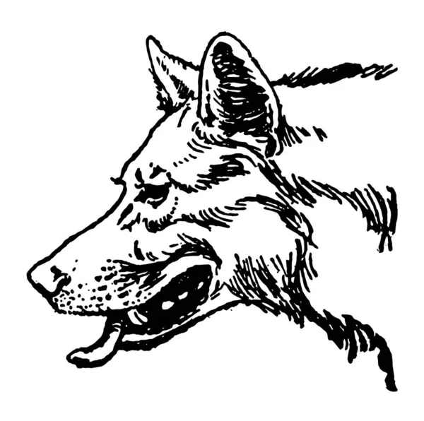 モウグリの兄弟 図の左側にある ビンテージの線描画や彫刻イラストを直面しているオオカミの顔 — ストックベクタ