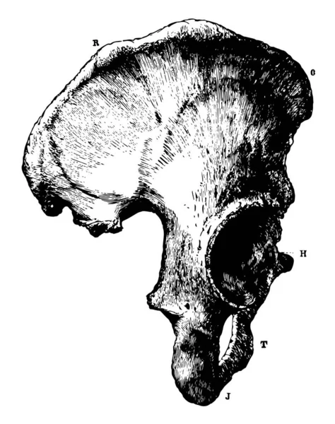 Illustration Represents Part Human Pelvic Bone Vintage Line Drawing Engraving — Stock Vector
