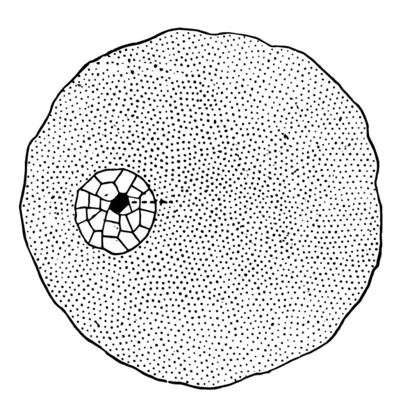 在一般情况下 我们可以把细胞描述成一个微小的果冻 在这种果冻中 另一个更小的质量 成分略有不同 年份画或雕刻插图 — 图库矢量图片