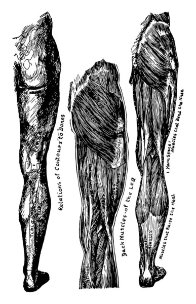 Widok Tyłu Nóg Przedstawiając Kości Mięśnie Vintage Rysowania Linii Lub — Wektor stockowy
