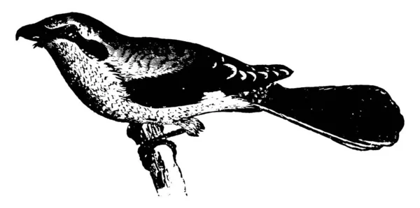 Shrike Falcão Como Aparência Hábito Desenho Linha Vintage Gravura Ilustração — Vetor de Stock