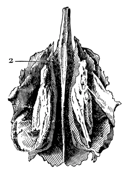 Questa Illustrazione Rappresenta Osso Etmoide Del Cranio Umano Disegno Linee — Vettoriale Stock