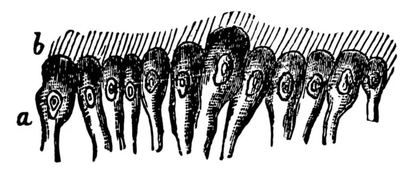 Цилированная Эпителиальная Ткань Покрытая Длинными Волосами Такими Проекции Рисунок Винтажной — стоковый вектор