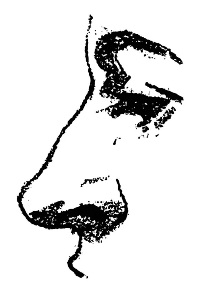 Иллюстрация Представляет Собой Рисунок Носа Винтажной Линии Гравировки — стоковый вектор