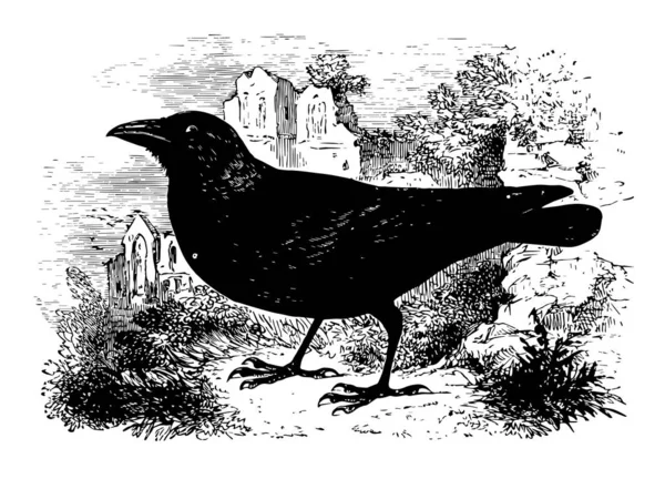 Jackdaw Est Oiseau Non Migrateur Dessin Ligne Vintage Illustration Gravure — Image vectorielle