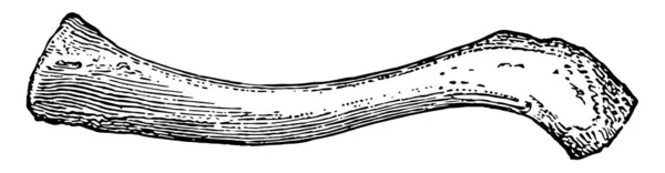 Комірцева Кістка Людини Вінтажний Малюнок Лінії Або Гравюрна Ілюстрація — стоковий вектор