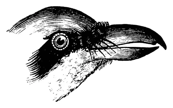 Esta Ilustração Representa Shrike Beak Desenho Linha Vintage Gravura Ilustração — Vetor de Stock