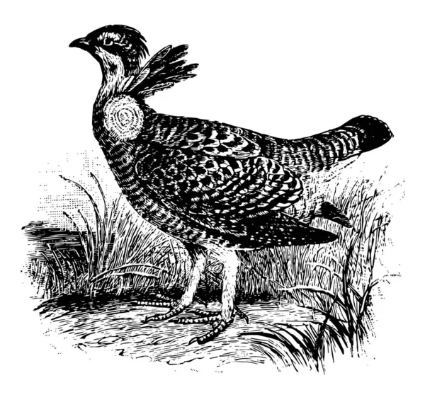 草原母鸡可能已经被地那些鲜肉比作丘比特的翅膀 复古线条画或雕刻插图 — 图库矢量图片