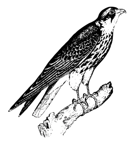 Hobby Falcon Con Artigli Affilati Visione Penetrante Disegno Linee Vintage — Vettoriale Stock