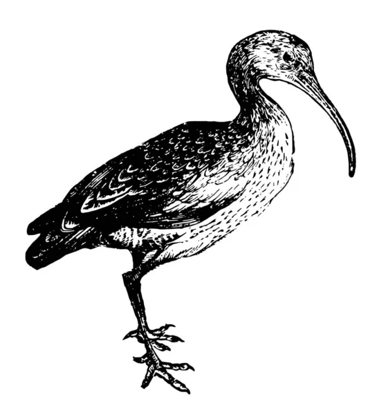 Curlew Que Obtienen Empujando Sus Largos Delgados Billetes Barro Tierra — Archivo Imágenes Vectoriales