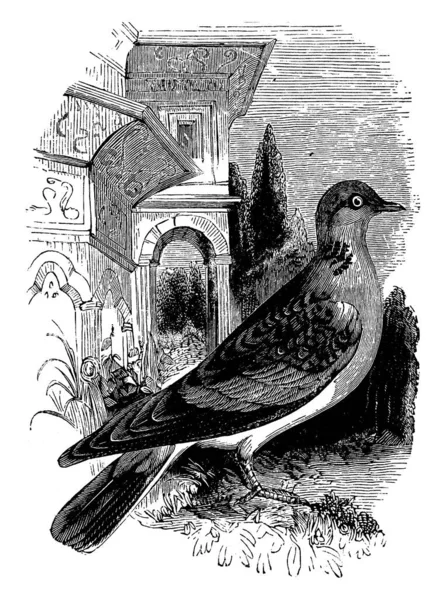 摇滚鸽是欧洲和亚洲的共同之处 复古线条绘画或雕刻插图 — 图库矢量图片