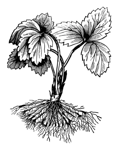 Diese Abbildung Stellt Eine Pflanze Mit Abgeschnittenen Wurzeln Dar Bei — Stockvektor