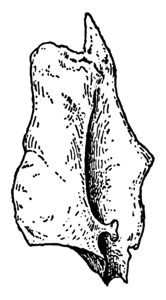 Иллюстрация Представляет Собой Человеческий Лохримальной Лицевой Кости Винтажные Линии Рисунок — стоковый вектор