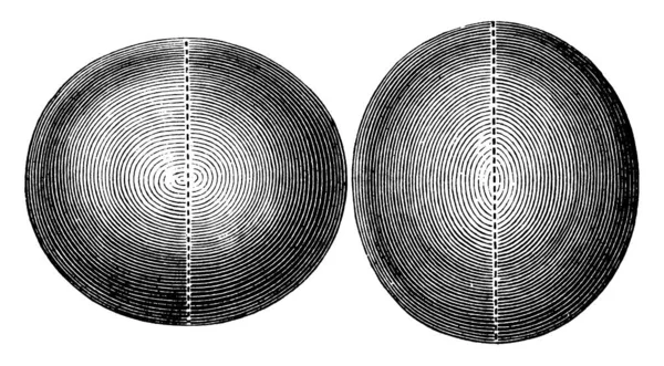 扁椭球体直径更短 扁长椭球体直径更长 因为它有拉长的底座 复古线条画或雕刻插图 — 图库矢量图片