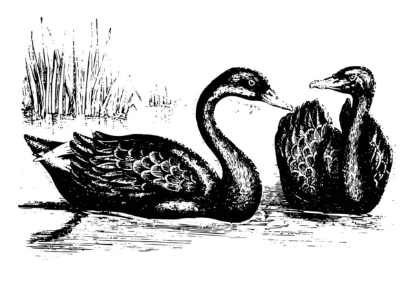 Black Swan Jest Duży Faunie Vintage Rysowania Linii Lub Grawerowanie — Wektor stockowy