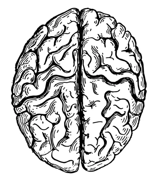 Yukarıda Gösterilen Hemisferlerin Vintage Çizgi Çizme Illüstrasyon Oyma Gördün Cerebrum — Stok Vektör