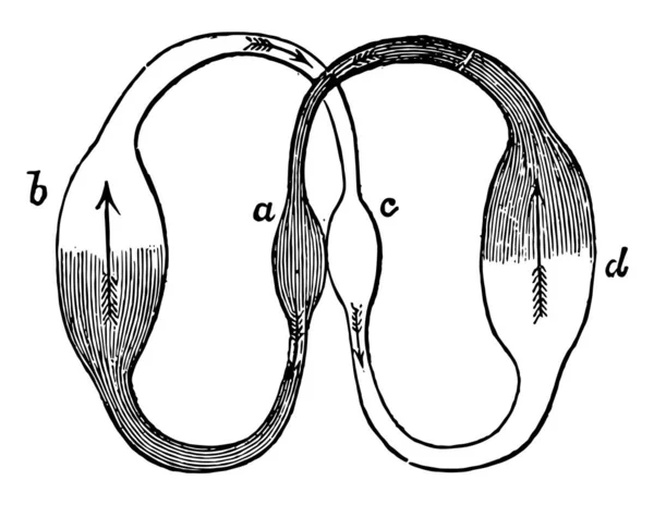 Este Diagrama Representa Circulação Sanguínea Coração Desenho Linha Vintage Gravura — Vetor de Stock