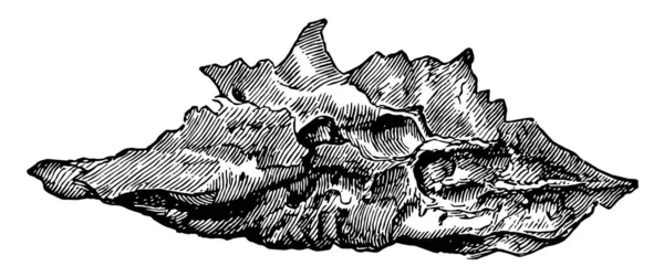 Illustration Represents Human Nostril Bone Vintage Line Drawing Engraving Illustration — Stock Vector