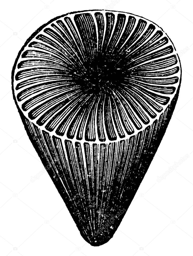 it shows image of zaphrentis radiate, it is of conical shape from downside and having lines on it, vintage line drawing or engraving 