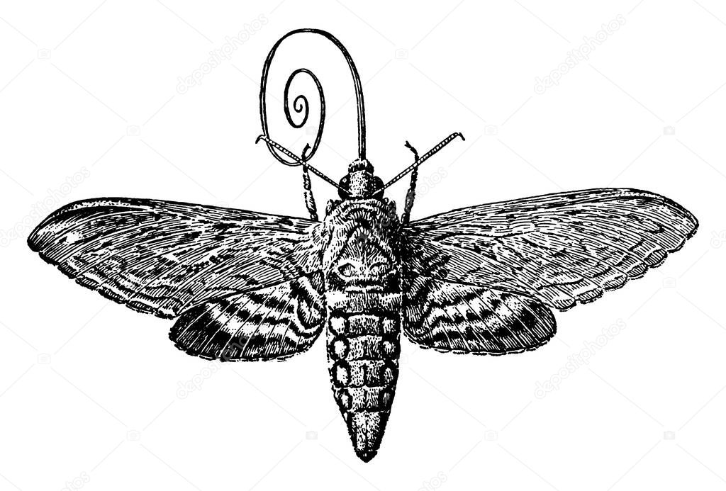 A typical representation of the sphinx moth that hovers in front of flowers and uses its long tongue or sucking-tube, or proboscis, to sip the nectar, vintage line drawing or engraving illustration.