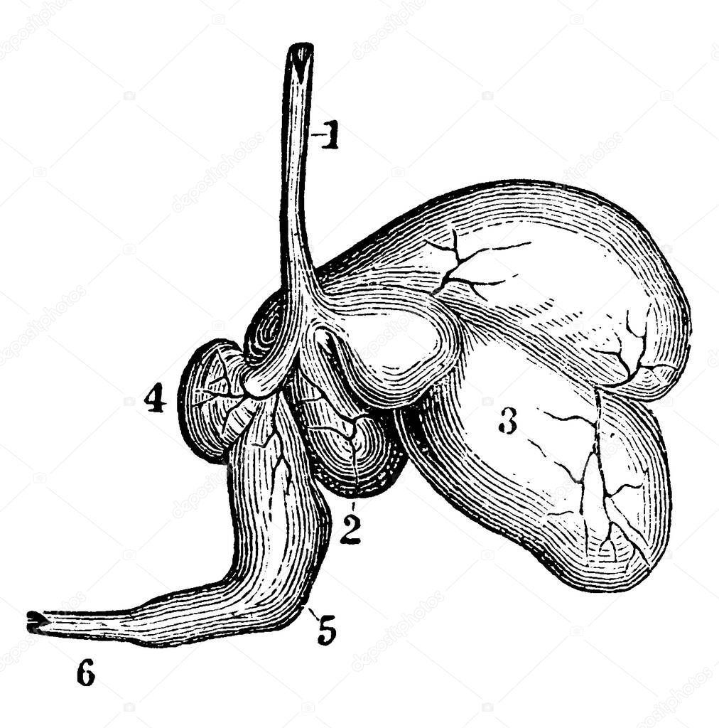 Ruminants, the sheep, have a stomach with four cavities. Labels: 1, esophagus; 2, rumen; 3, reticulum; 4, omasum; 5, abomasum or rennet; 6, intestine, vintage line drawing or engraving illustration.