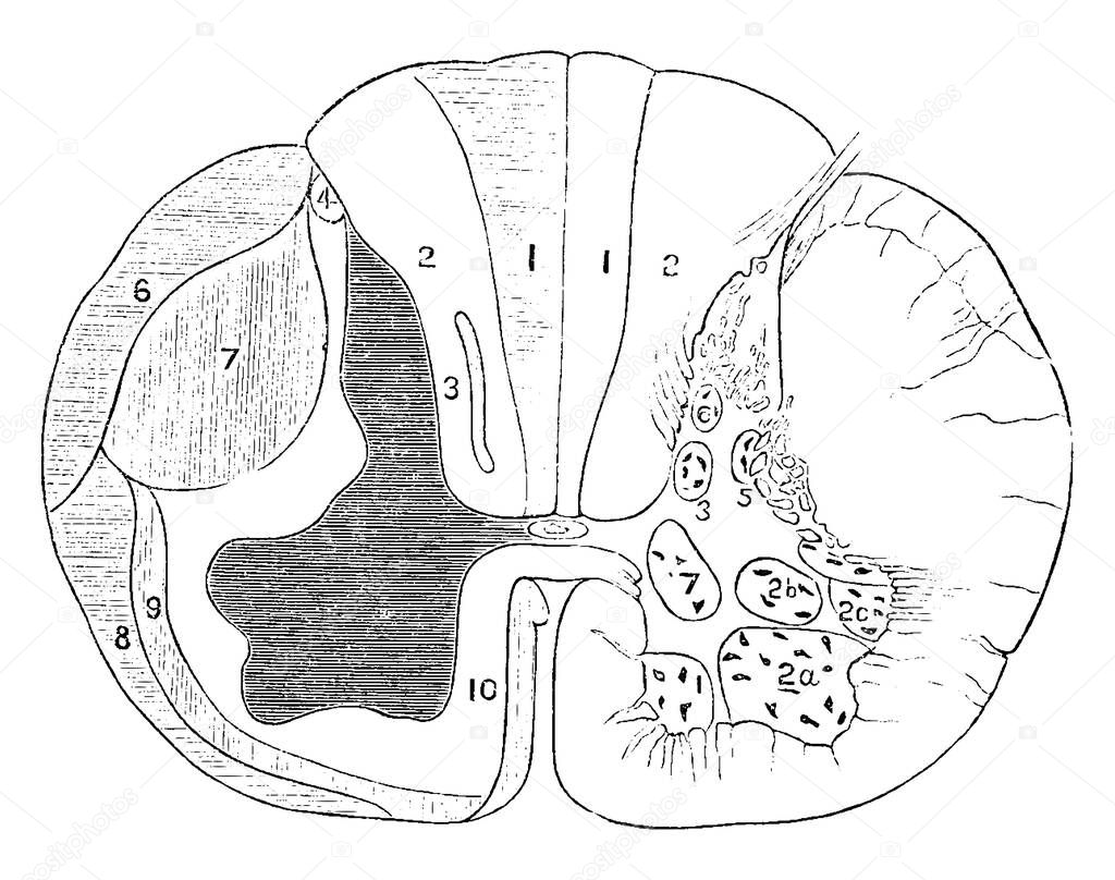 Section of a spinal cord, one half of which shows the tracts of the white matter, and the other half (right) shows the position of the nerve cells, vintage line drawing or engraving illustration.