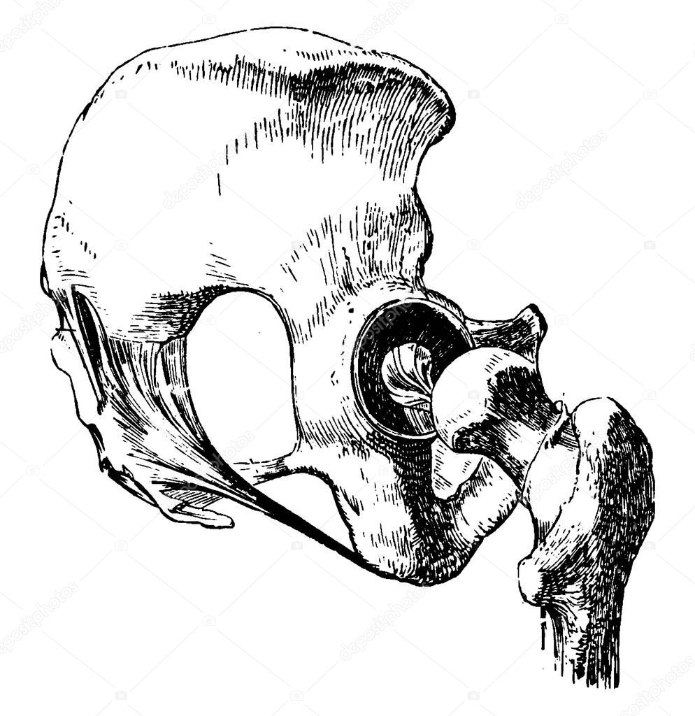 Hip Joint, the ball-and-socket joint connecting a leg to the trunk of the body, with ligaments removed, except the one on the head of the femur, vintage line drawing or engraving illustration.