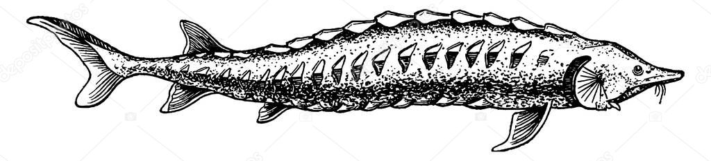 The elongated snout, barbules bounding the ventral mouth, the operculum covering the gills, the rows of bony scutes, the markedly heterocercal tail, vintage line drawing or engraving illustration.