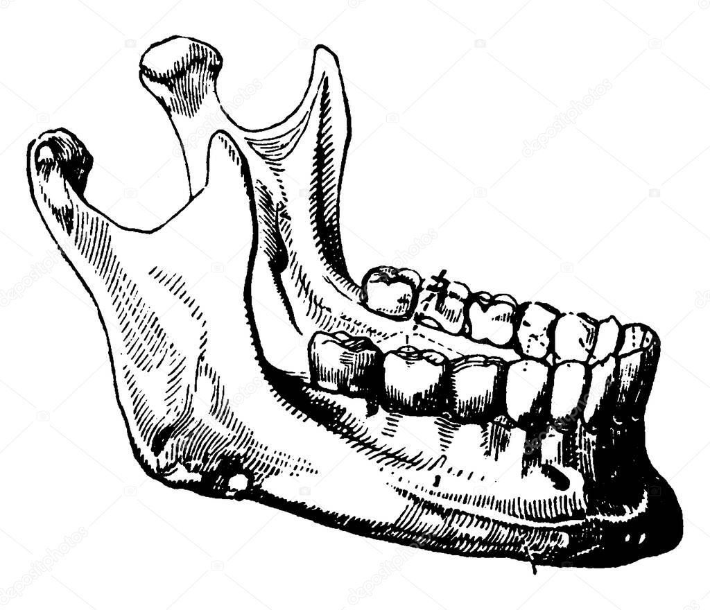 The term, mandibular, is given to teeth in the lower jaw. Adult mouth has 32 teeth, the middlemost four teeth on the lower jaws, vintage line drawing or engraving illustration.