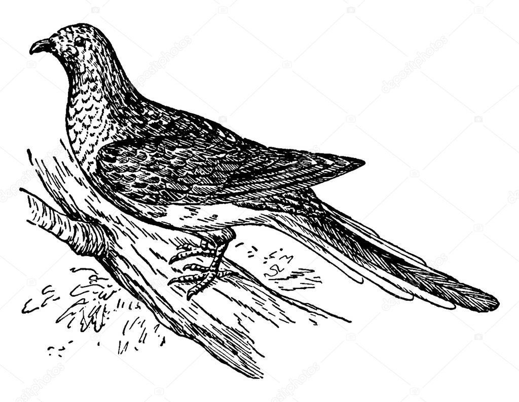 The passenger pigeon was very abundant in North America but eventually became extinct because of hunting. It shows the The passenger pigeon was very abundant in North America but eventually became extinct because of hunting. it shows three images of 