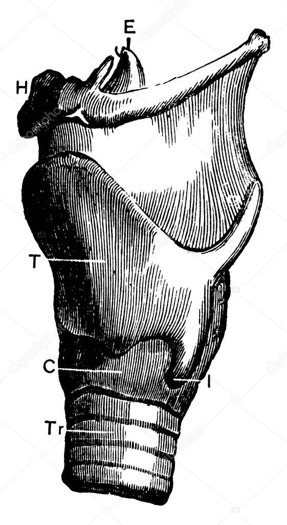 Larynx (side view), with the parts, T, thyroid cartilage: C, cricoid cartilage; Tr, trachea; H, hyoid bone; E, epiglottis; I, thyroid cartilage, vintage line drawing or engraving illustration.