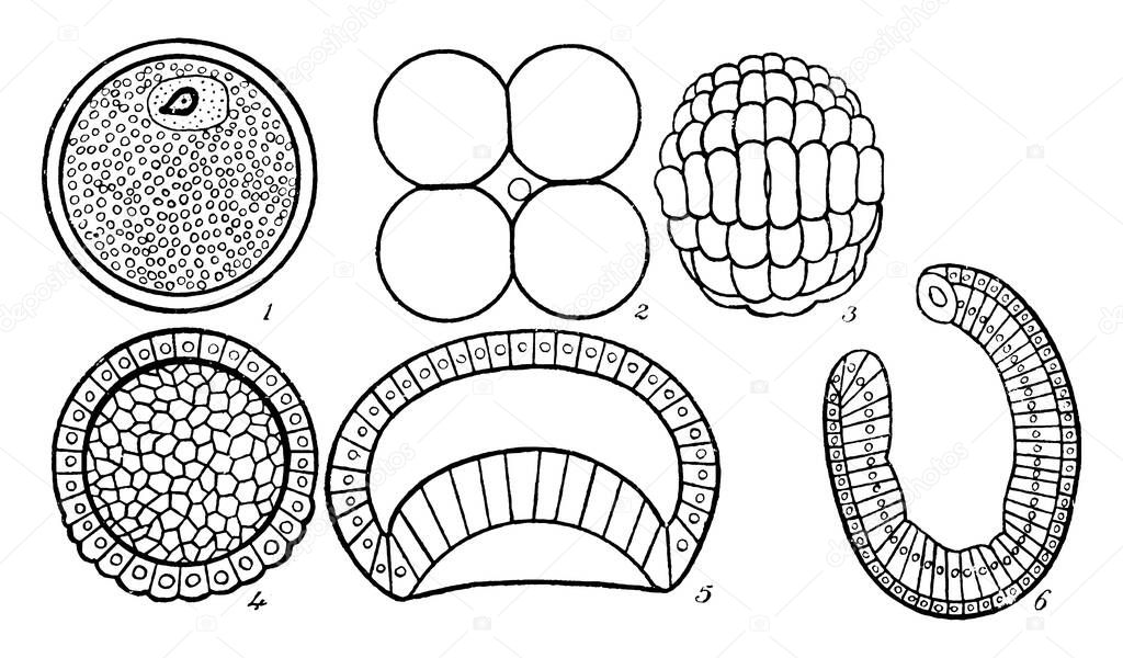 Represents, 1. Ovum with germinal vesicle; 2. four-cell stage; 3. external appearance of blastula; 4. blastula in section; and other, vintage line drawing or engraving illustration.