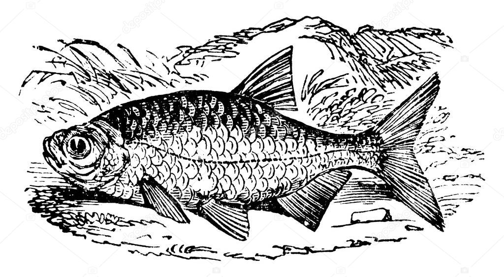 A fish of the carp family, back of an olive color; the sides and belly yellow, marked with red; the ventral and anal fins and tail of a deep-red color, vintage line drawing or engraving illustration.
