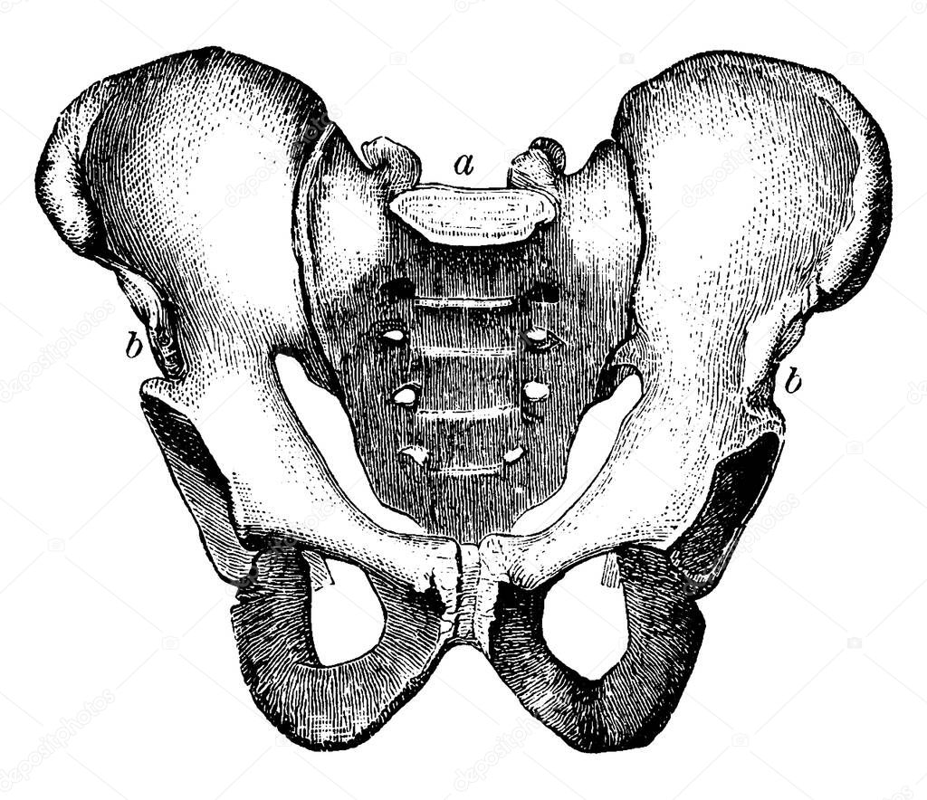 A typical representation of the pelvis, with the parts labelled, a, the sacrum and b, the right and the left innominate, vintage line drawing or engraving illustration.