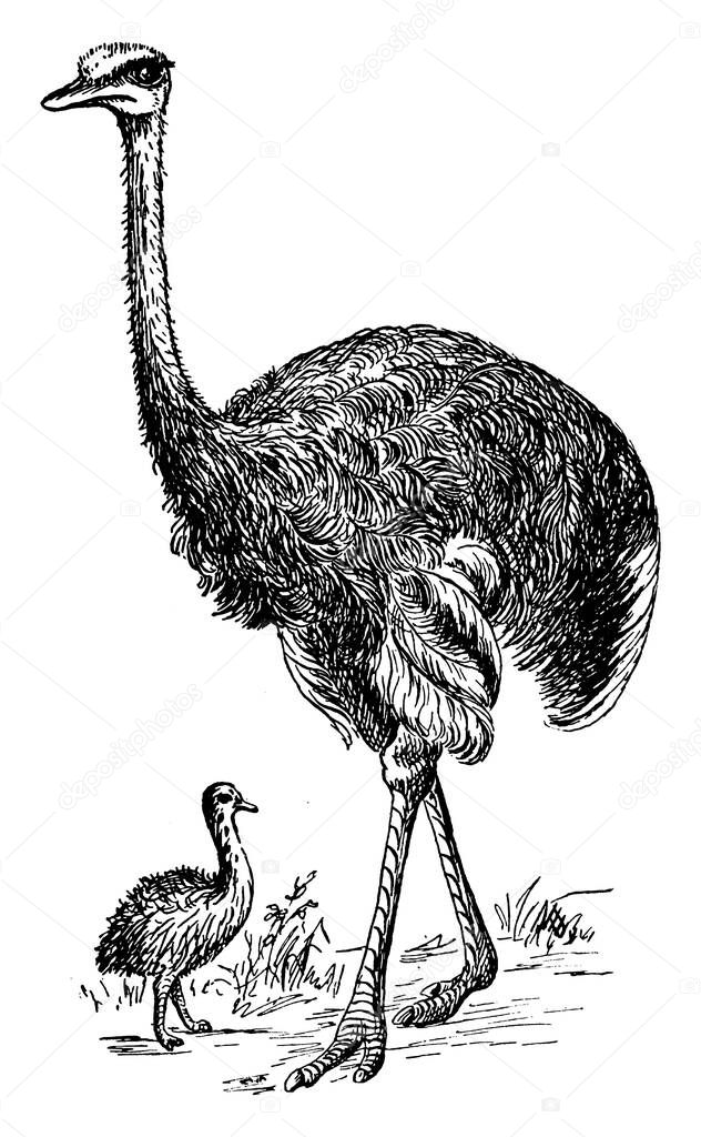 The ostrich is the largest bird and native to Africa and Asia, showing three different size of images in it, it shows two ostrich in african wildlife, vintage line drawing or engraving 