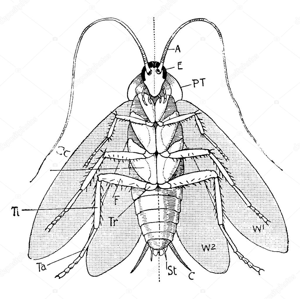 Labels: A, antennae; E, eye; P.T, prothorax; W1, first pair of wings; W2, second pair of wings; C, cercus; St, style; Co, coxa; Tr, trochanter; and other, vintage line drawing or engraving illustration.