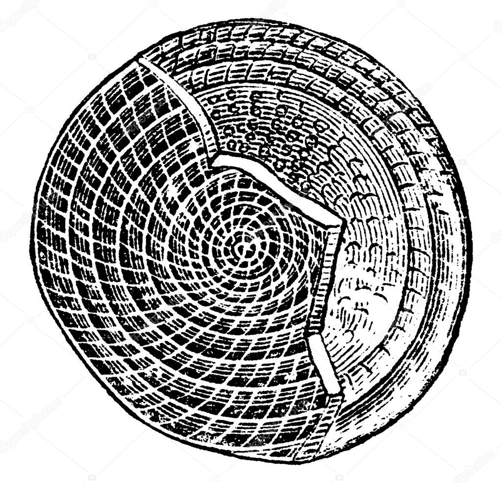 A large lenticular fossil, with numerous coils, subdivided by septa into chambers. They are the shells of the fossil and present-day marine protozoan, vintage line drawing or engraving illustration.