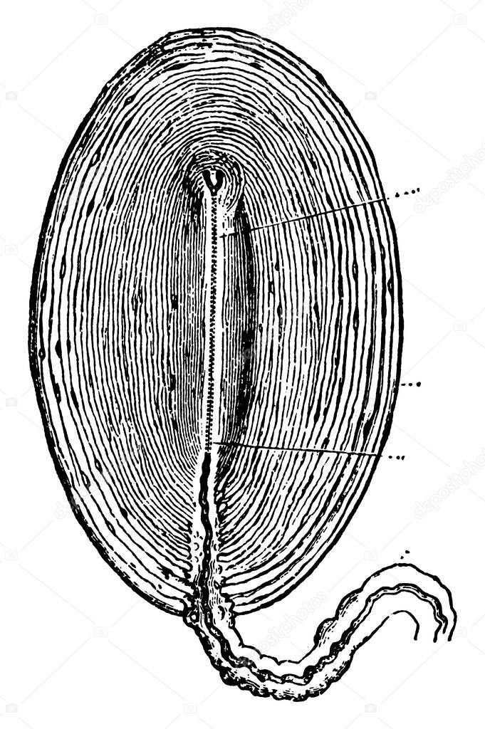 Image of a Pacinian corpuscle which are pain receptors located in the interior of the body, especially in the connective tissue supporting the abdominal viscera, vintage line drawing or engraving 
