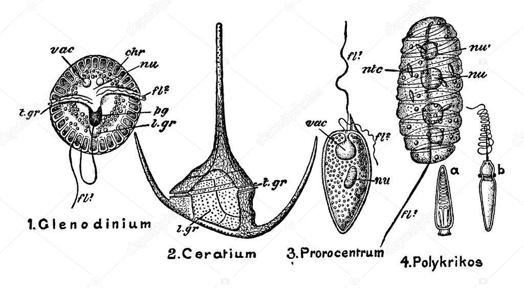 Labels: 1. Glenodinium; 2. Ceratium; 3. Prorocentrum; 4. Polykrikos; 4a is an undischarged, and b a discharged stinging-capsule; and other, vintage line drawing or engraving illustration.