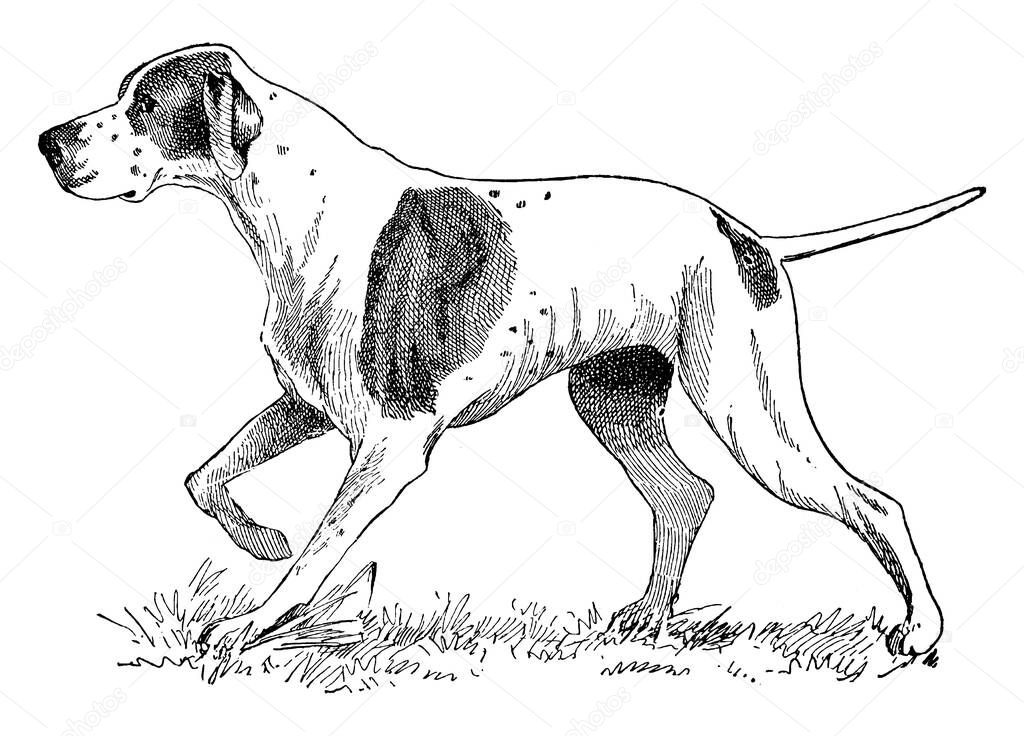 This picture illustrates a horse with one front leg (right leg) above the ground in the air and one back leg(left leg) above the ground in the air. , vintage line drawing or engraving illustration.