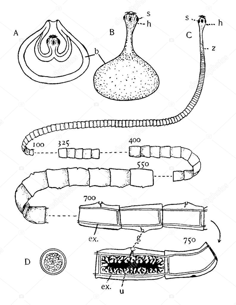 Represents, A, Cysticercus or Bladderworm stage, before the head protrudes from the bladder; B, same, later stage; C, Strobila; and other, vintage line drawing or engraving illustration.