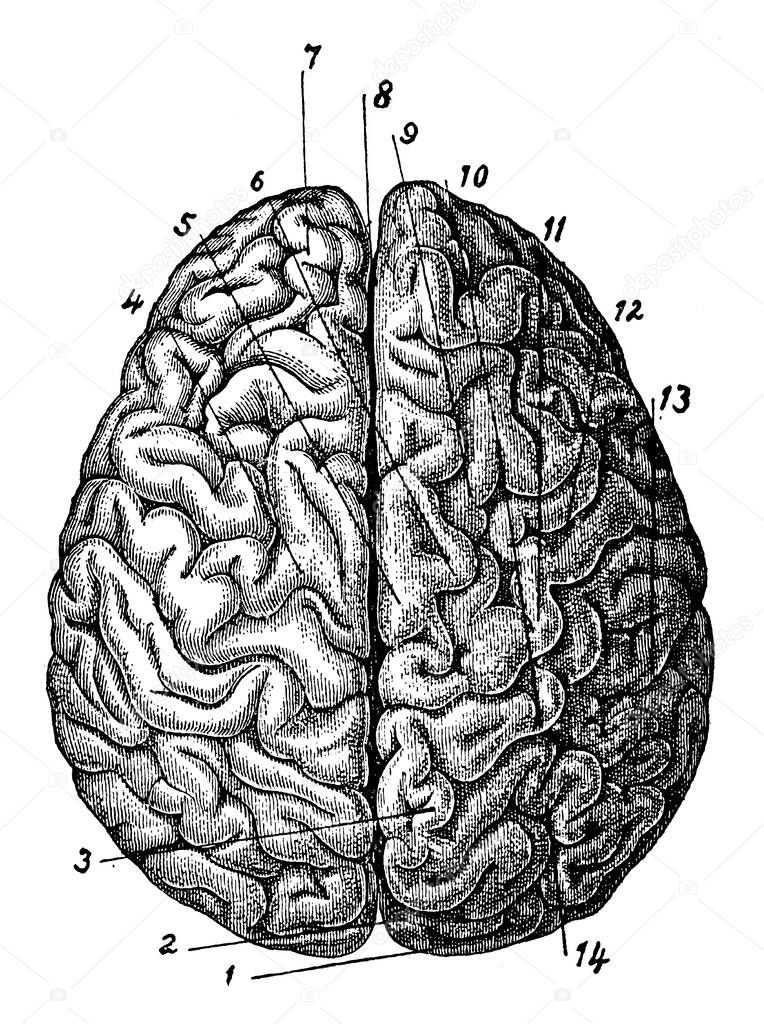 This is the top view of the brain which also consists of different parts. Brain is the most complex organ in all living beings. Different parts of brain is also labeled in the picture, vintage line drawing or engraving illustration.
