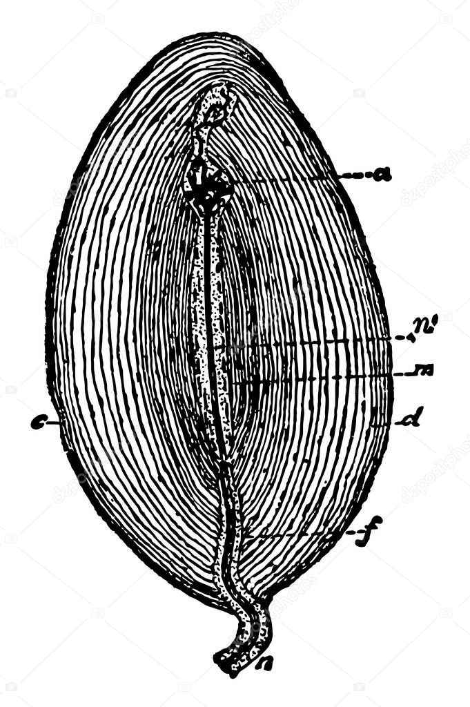 This illustration represents Pacinian Corpuscle, vintage line drawing or engraving illustration.