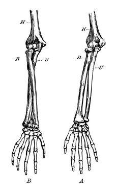 Bu diyagram çizim için hemen ön plana-kol, vintage veya oyma illüstrasyon kemiklerin gösterir.